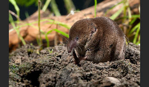 Waldspitzmaus (Sorex araneus)