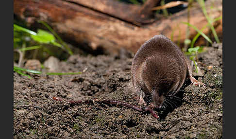 Waldspitzmaus (Sorex araneus)