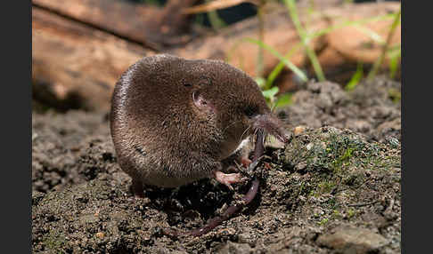 Waldspitzmaus (Sorex araneus)