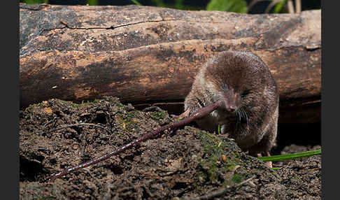 Waldspitzmaus (Sorex araneus)