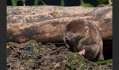 Waldspitzmaus (Sorex araneus)