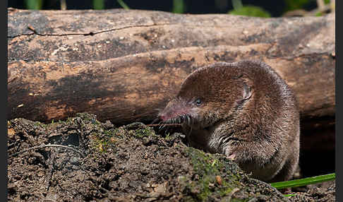 Waldspitzmaus (Sorex araneus)