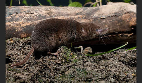 Waldspitzmaus (Sorex araneus)