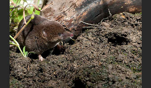 Waldspitzmaus (Sorex araneus)