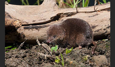 Waldspitzmaus (Sorex araneus)