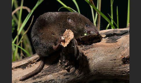 Waldspitzmaus (Sorex araneus)