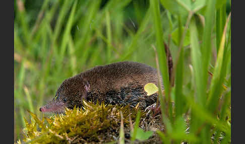 Waldspitzmaus (Sorex araneus)