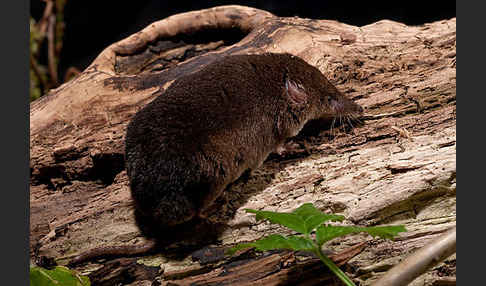 Waldspitzmaus (Sorex araneus)