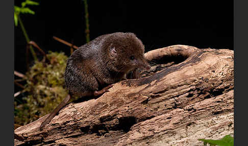 Waldspitzmaus (Sorex araneus)