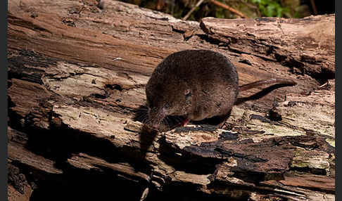 Waldspitzmaus (Sorex araneus)