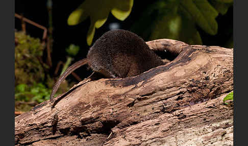 Waldspitzmaus (Sorex araneus)