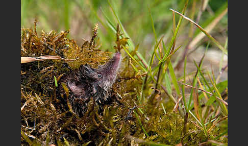 Waldspitzmaus (Sorex araneus)