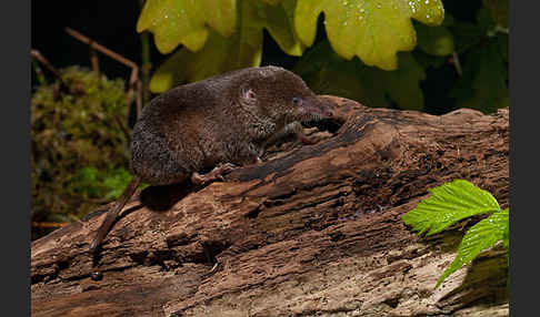 Waldspitzmaus (Sorex araneus)