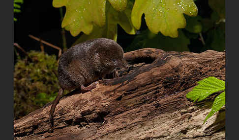 Waldspitzmaus (Sorex araneus)