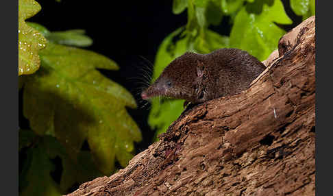 Waldspitzmaus (Sorex araneus)