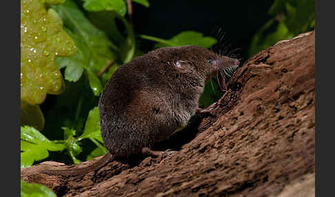 Waldspitzmaus (Sorex araneus)