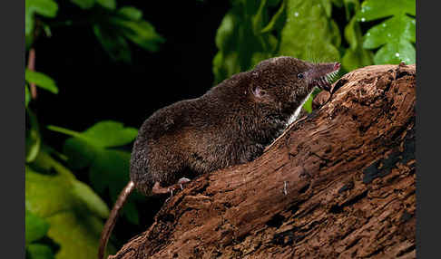 Waldspitzmaus (Sorex araneus)