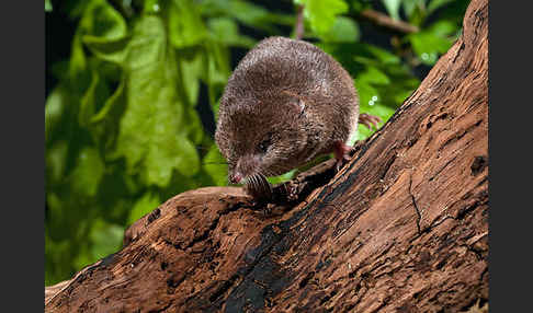 Waldspitzmaus (Sorex araneus)