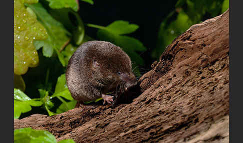 Waldspitzmaus (Sorex araneus)