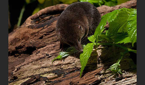 Waldspitzmaus (Sorex araneus)