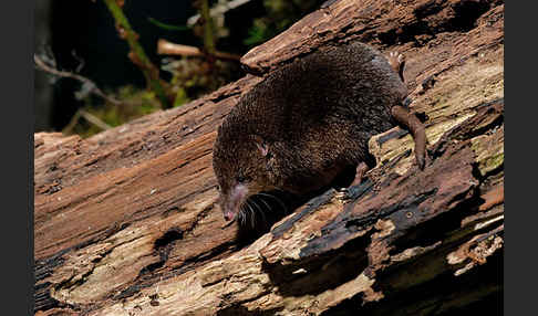 Waldspitzmaus (Sorex araneus)