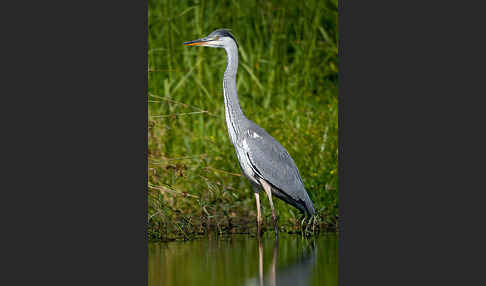 Graureiher (Ardea cinerea)