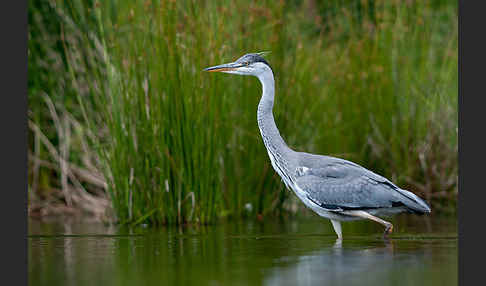 Graureiher (Ardea cinerea)