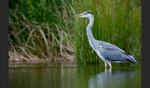 Graureiher (Ardea cinerea)