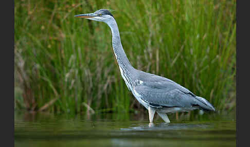 Graureiher (Ardea cinerea)