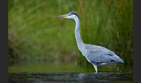 Graureiher (Ardea cinerea)