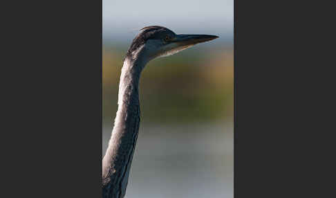 Graureiher (Ardea cinerea)