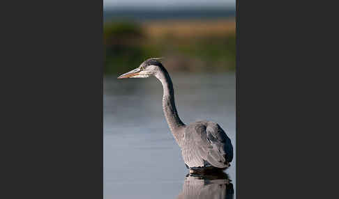 Graureiher (Ardea cinerea)