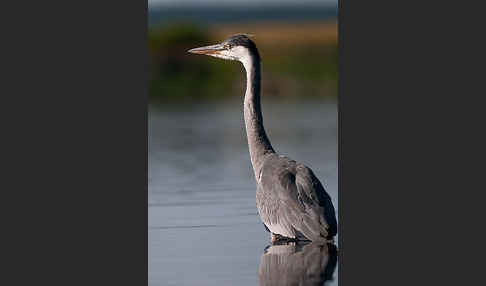 Graureiher (Ardea cinerea)