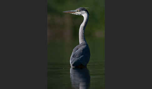 Graureiher (Ardea cinerea)