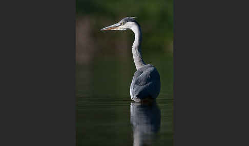 Graureiher (Ardea cinerea)