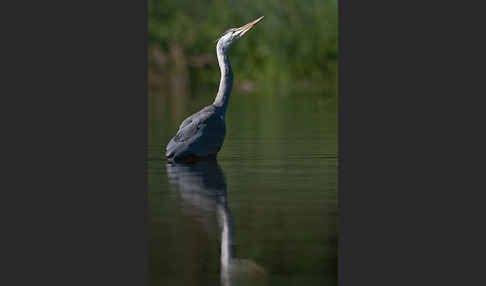 Graureiher (Ardea cinerea)