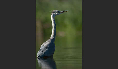 Graureiher (Ardea cinerea)