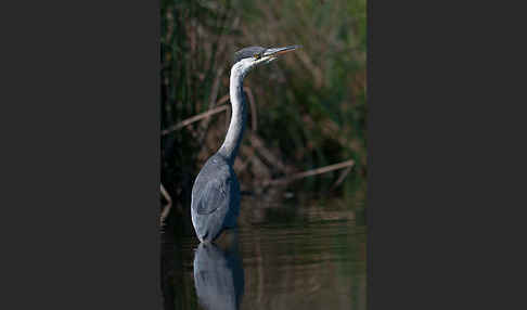 Graureiher (Ardea cinerea)