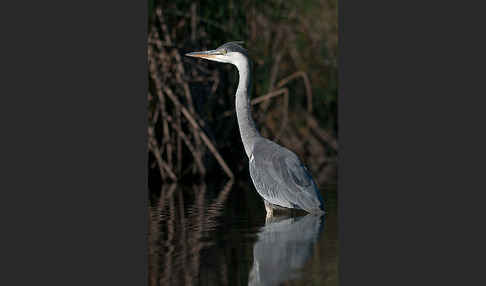 Graureiher (Ardea cinerea)