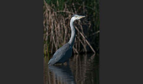 Graureiher (Ardea cinerea)