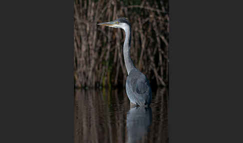 Graureiher (Ardea cinerea)