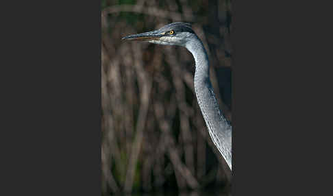 Graureiher (Ardea cinerea)