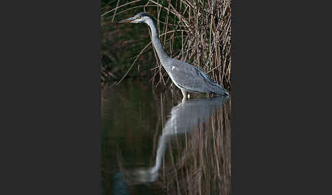 Graureiher (Ardea cinerea)