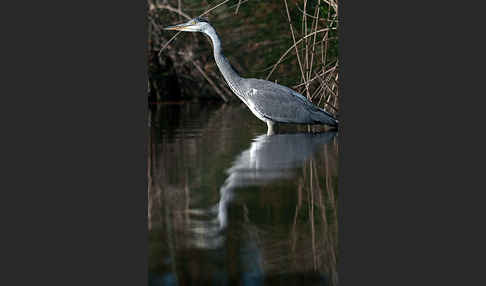 Graureiher (Ardea cinerea)