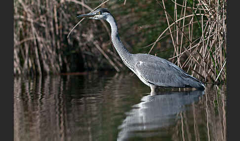 Graureiher (Ardea cinerea)