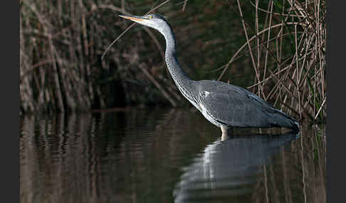 Graureiher (Ardea cinerea)