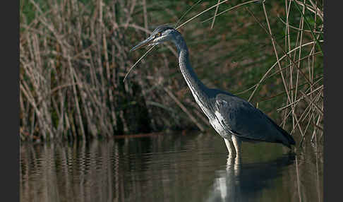 Graureiher (Ardea cinerea)