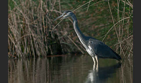 Graureiher (Ardea cinerea)