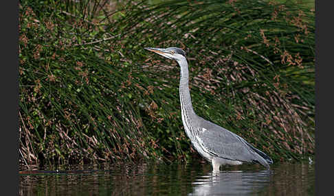 Graureiher (Ardea cinerea)