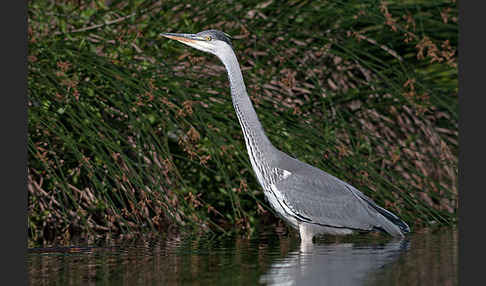 Graureiher (Ardea cinerea)